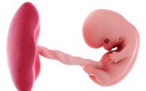 Развитие ребенка на 8 неделе беременности: как формируется плод на данном этапе