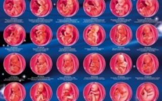 Этапы развития ребенка в утробе матери: изменения и особенности