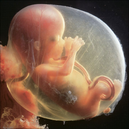 Внутриутробный период развития ребенка: как протекает беременность для мамы и младенца