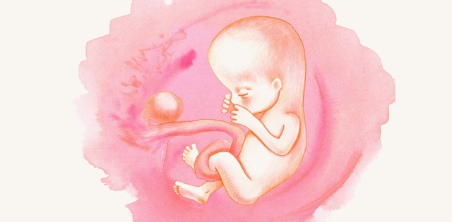 Развитие ребенка на 13 неделе беременности: как выглядит малыш на этом сроке