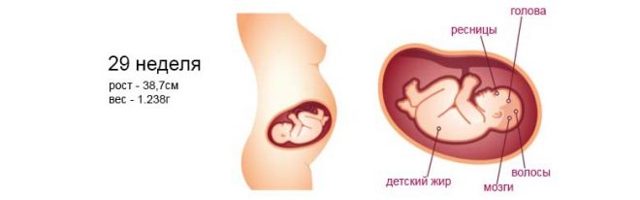 Развитие ребенка на 29 неделе беременности: важные моменты этого периода