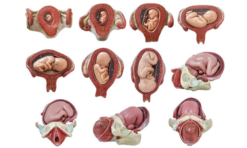 Развитие ребенка во время беременности: процесс в течение всего периода