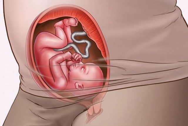 Развитие ребенка на 25 недели беременности: что покажут УЗИ исследования
