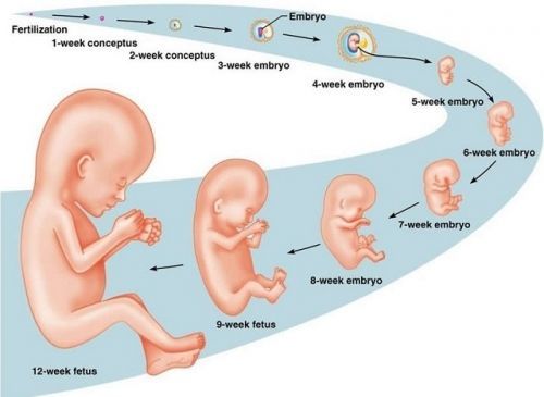 Развитие ребенка по месяцам беременности: о каких особенностях следует знать