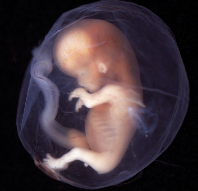 Развитие ребенка в утробе матери: особенности всех этапов беременности