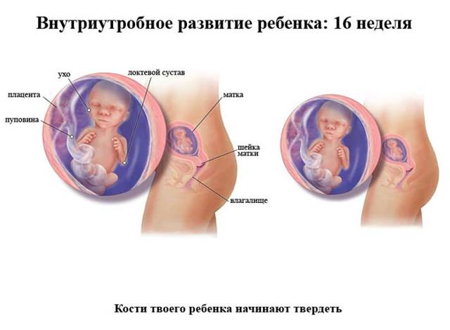 Развитие ребенка на 16 неделе беременности: физиологические особенности матери и дитя