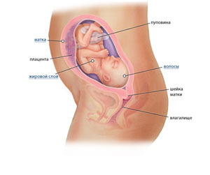 Развитие ребенка на 25 недели беременности: что покажут УЗИ исследования