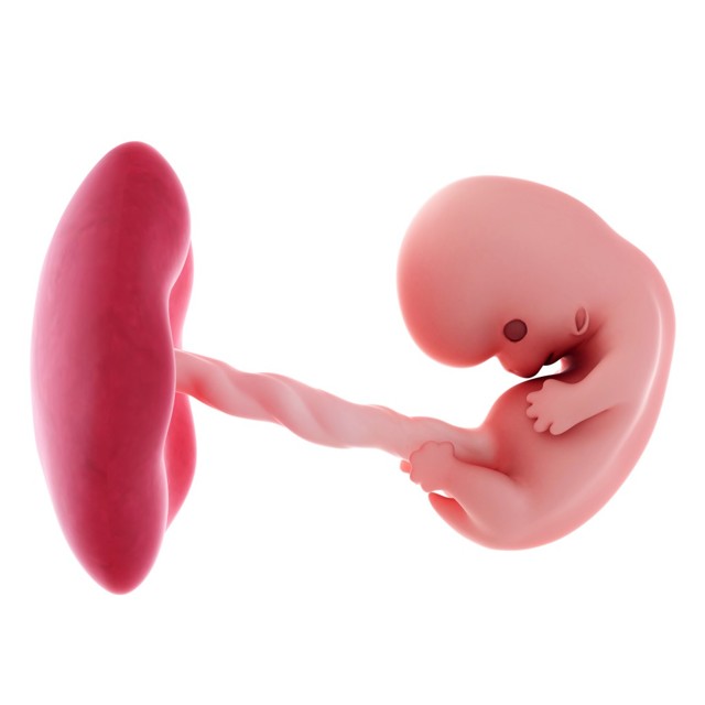Развитие ребенка на 8 неделе беременности: как формируется плод на данном этапе