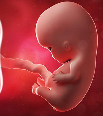 Развитие ребенка по месяцам беременности: о каких особенностях следует знать