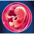 Развитие ребенка на 7 неделе беременности: как протекает процесс формирования плода