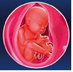 Внутриутробное развитие ребенка: особенности каждого этапа беременности